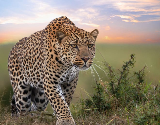 Jhalana Leopard Safari Tickets Image