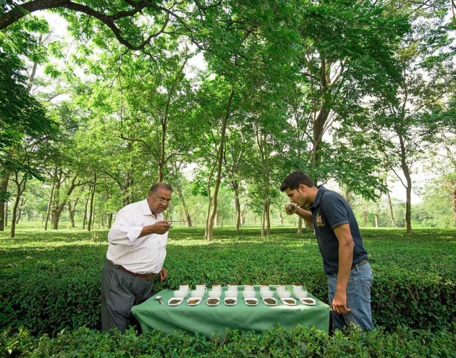 Palampur Tea Plantation Tour and Tea Tasting Image