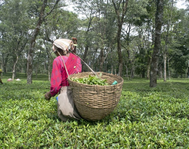 Palampur Tea Plantation Tour and Tea Tasting Image