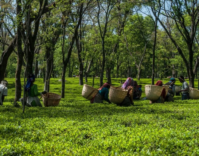 Palampur Tea Plantation Tour and Tea Tasting Image