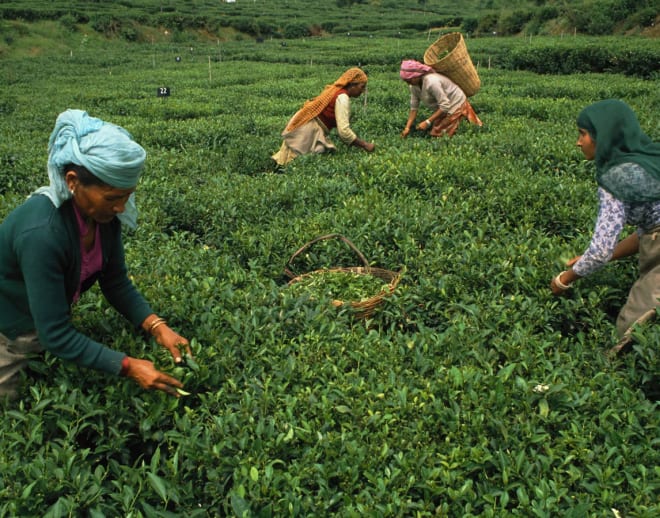 Palampur Tea Plantation Tour and Tea Tasting Image