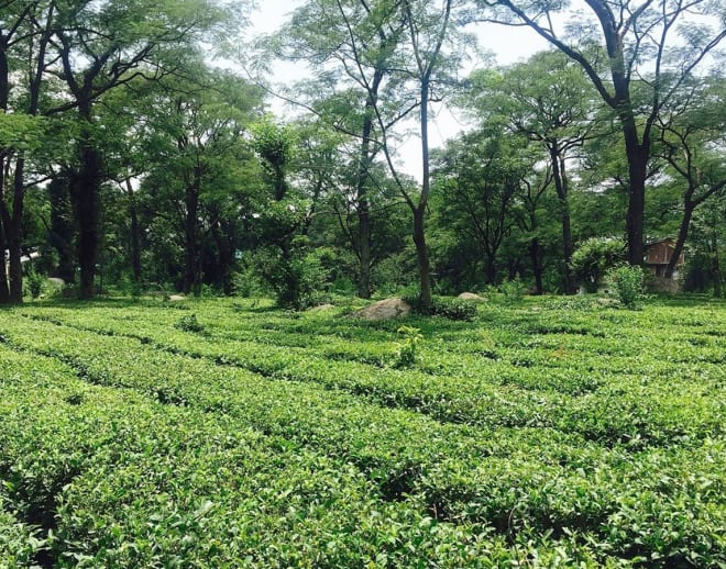 Palampur Tea Plantation Tour and Tea Tasting Image