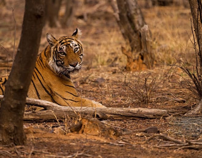 Exotic Ranthambore Wildlife Safari Tour Image