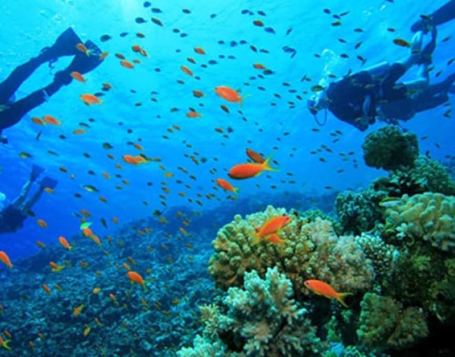 Scuba Diving Course in Murdeswhar Image