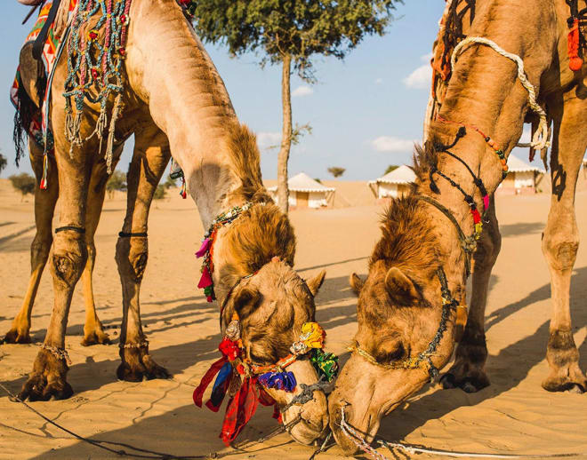 Desert Safari and Camel Safari in Jodhpur Combo Package Image