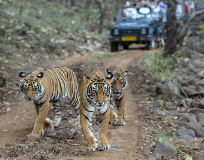 Ranthambore Tiger Safari From Jaipur by Car Image