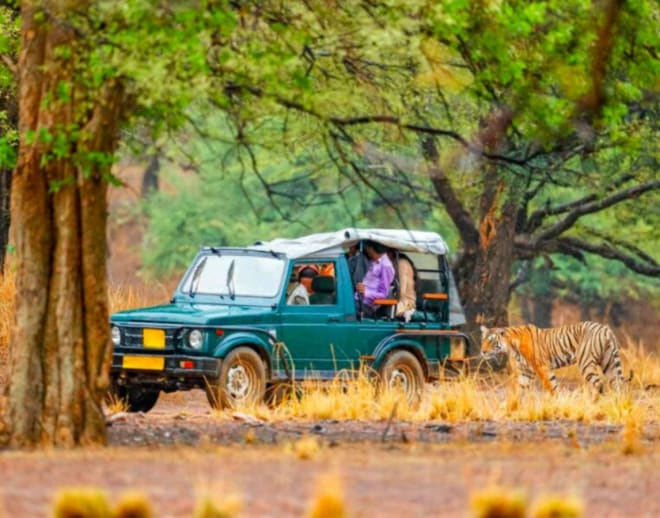 Ranthambore Tiger Safari From Jaipur by Car Image