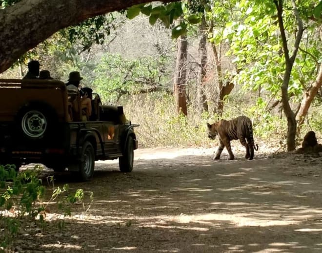 Ranthambore Tiger Safari From Jaipur by Car Image