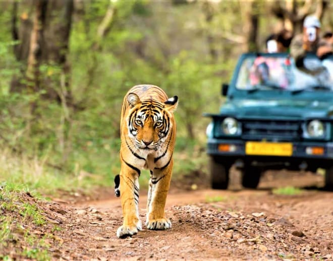Jeep Safari in Kumbhalgarh Wildlife Sanctuary Image