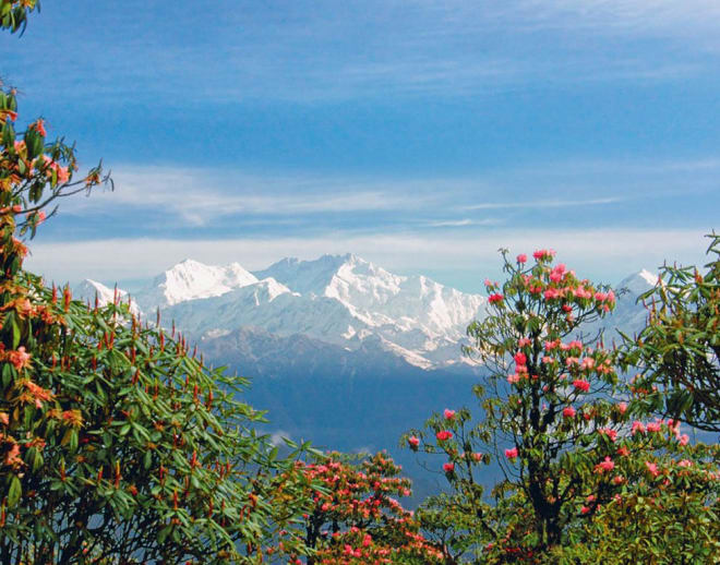 Barsey Rhododendron Sanctuary trek Image