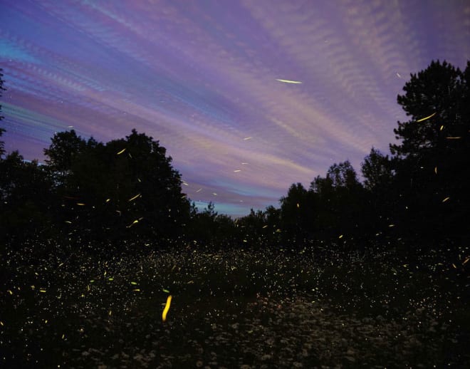 Bhandardara Camping Fireflies Image