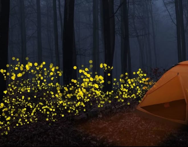 Bhandardara Camping Fireflies Image