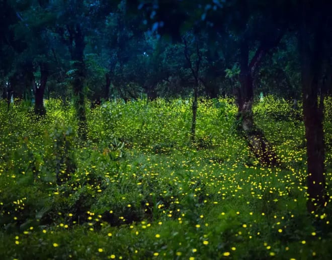 Bhandardara Camping Fireflies Image