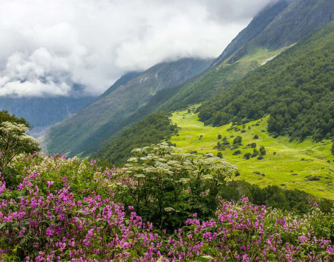 Ghangaria to Valley of Flowers Trek Image