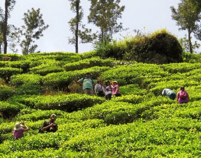 Chikmagalur Coffee Estate Tour Image