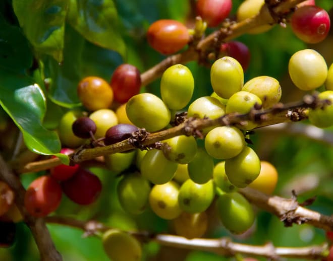 Chikmagalur Coffee Estate Tour Image