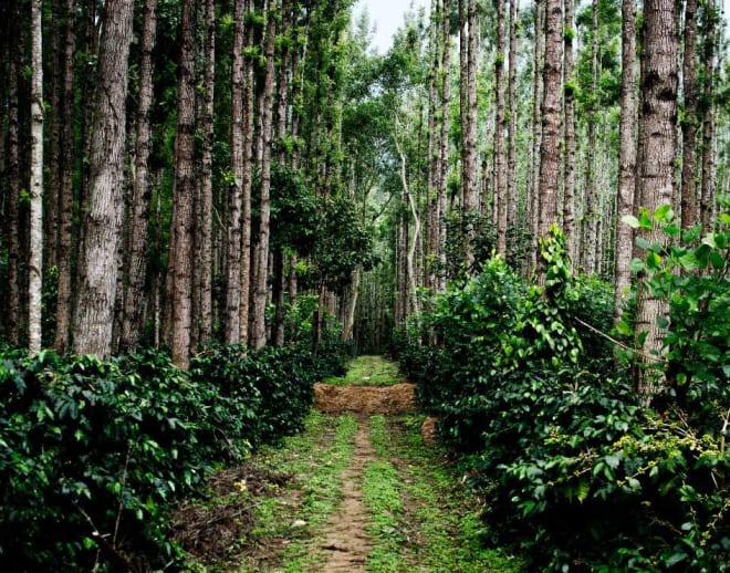 Chikmagalur Coffee Estate Tour Image