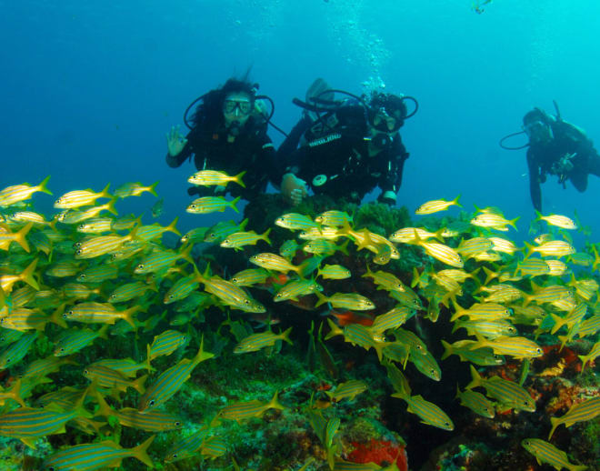 Scuba Diving Course in Kovalam Image