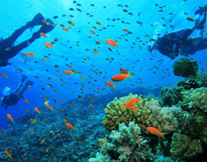 Netrani Island Scuba Diving, Murudeshwar Image