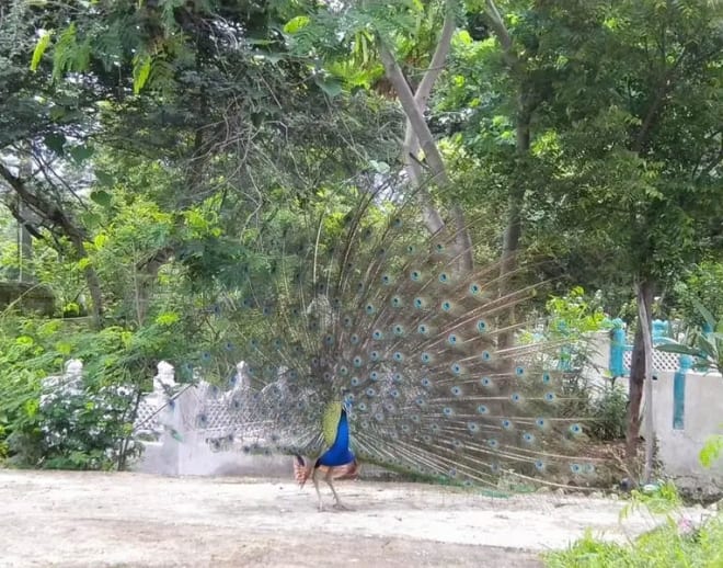 Jeep Safari in Kumbhalgarh Wildlife Sanctuary Image