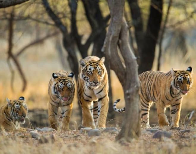 Jeep Safari in Kumbhalgarh Wildlife Sanctuary Image