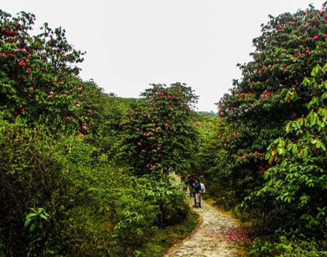 Barsey Rhododendron Sanctuary trek Image