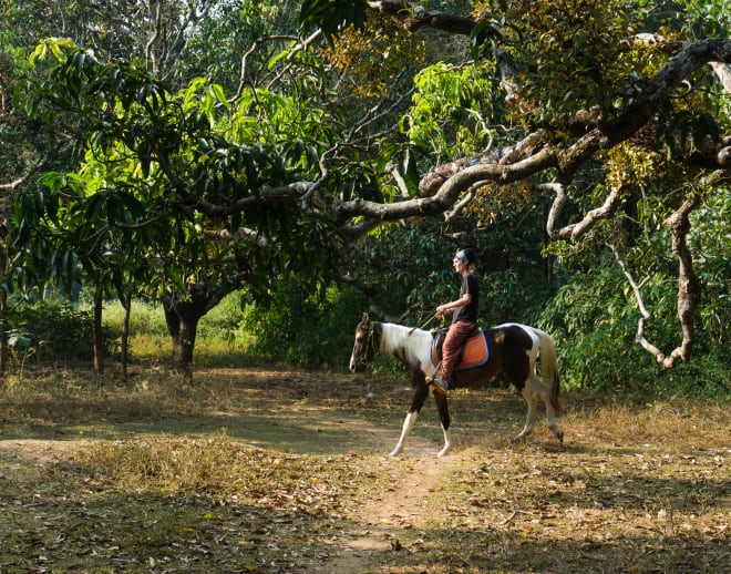 Horse Ride In Goa On Agonda Beach With Beach Ride and Swimming With Horse Image