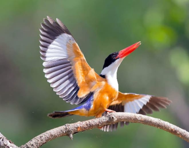 Bird Watching In Goa Image