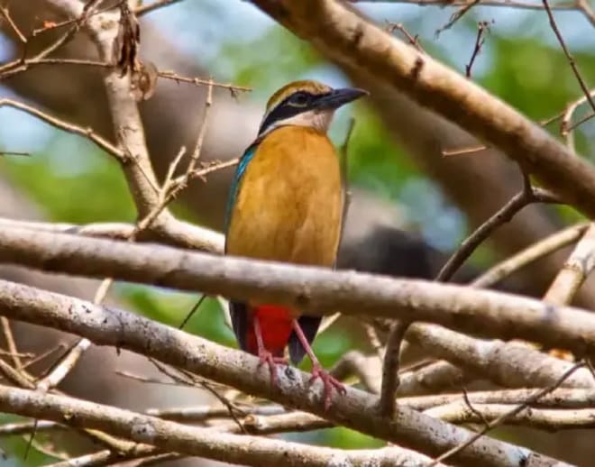 Bird Watching In Goa Image