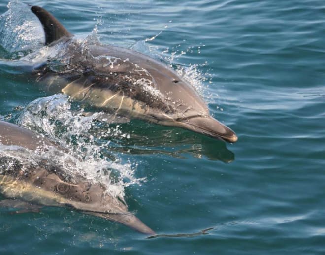 Dolphin Watching In Goa Image