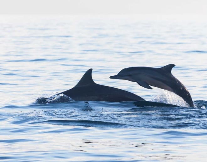 Dolphin Watching In Goa Image