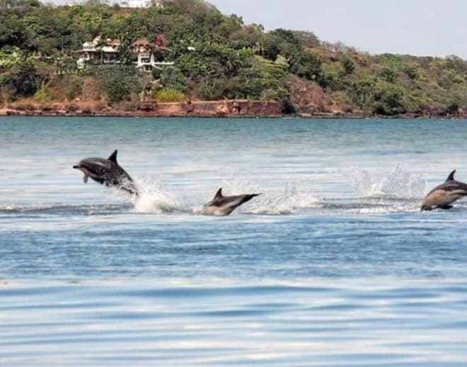 Dolphin Watching In Goa Image