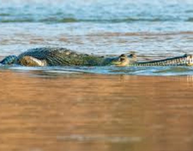 Crocodile Safari Goa Image