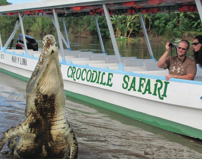 Crocodile Safari Goa Image