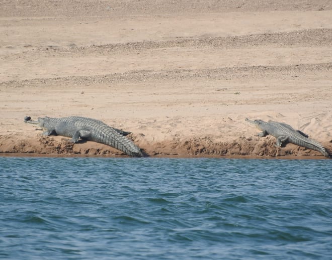 Crocodile Safari Goa Image