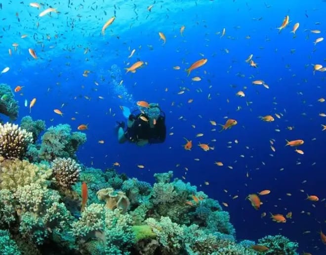 Scuba Diving in Kovalam Image