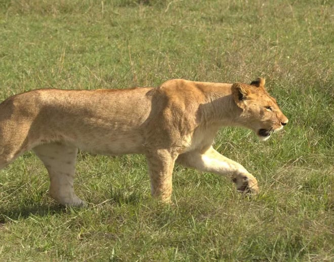 Nahargarh Biological Park Lion Safari Image