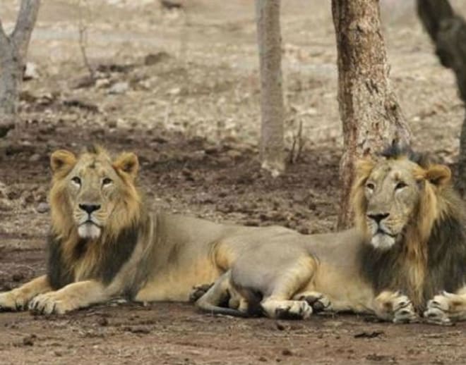 Nahargarh Biological Park Lion Safari Image