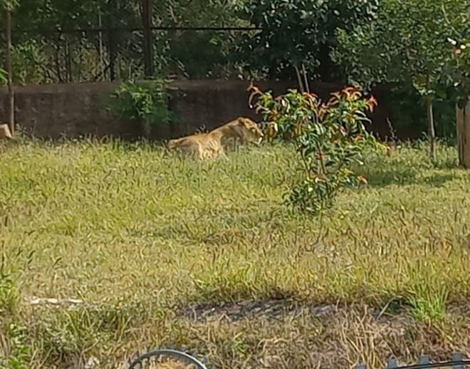 Nahargarh Biological Park Lion Safari Image