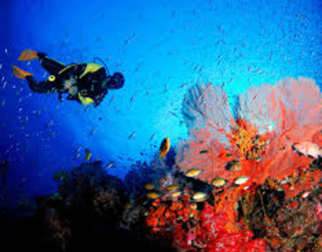 Scuba Diving in Pondicherry Image