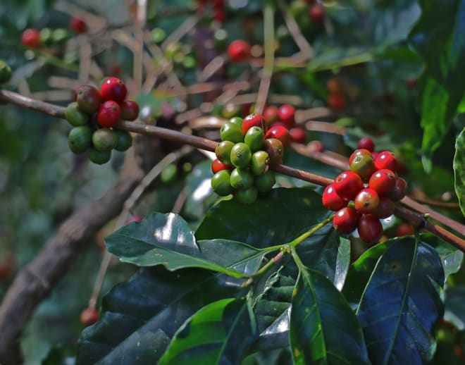 Coffee Plantation In Coorg Image