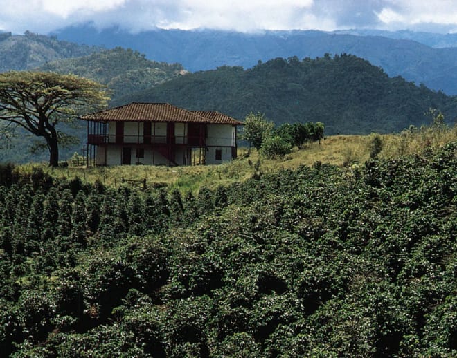 Coffee Plantation In Coorg Image