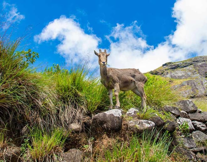 Kerela Group Tour Package (5D/4N) Image