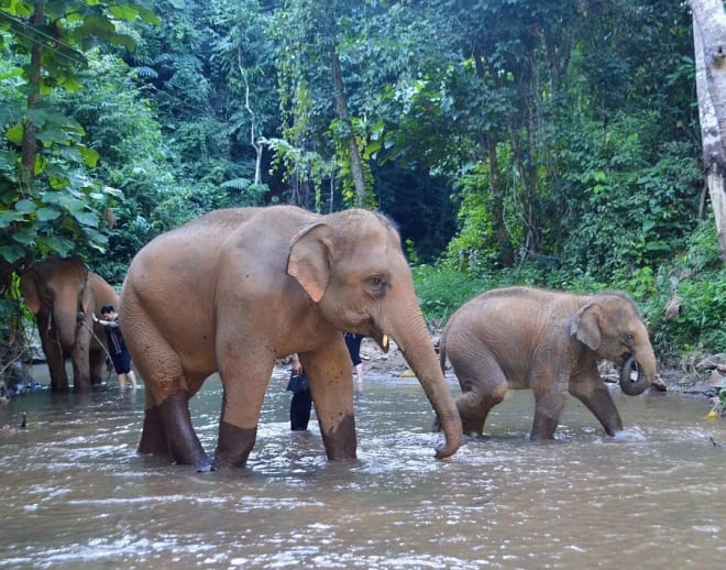 Chiang Mai Jungle Trek Image