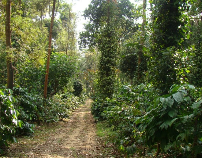 Coffee Plantation In Coorg Image