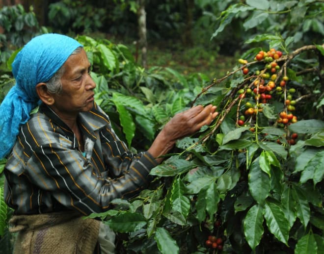 Coffee Plantation In Coorg Image