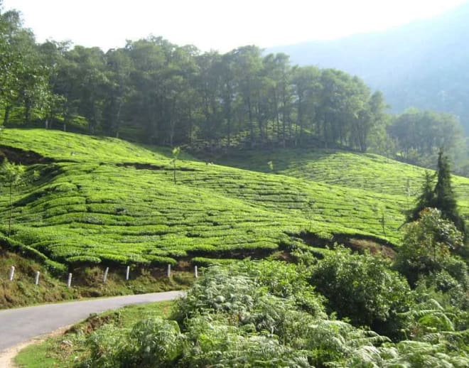 Half Day trekking, Munnar Image