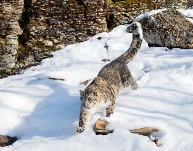 Snow Leopard Safari, ladakh Image