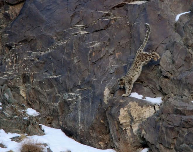 Snow Leopard Safari, ladakh Image