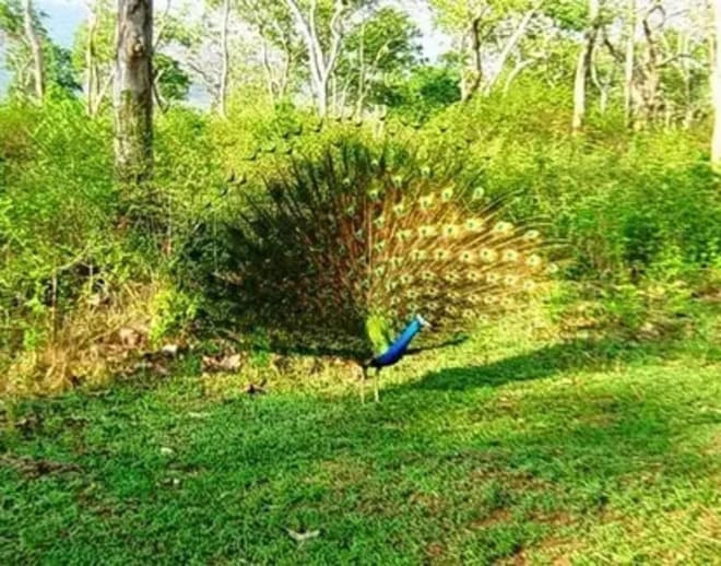 Wildlife photography in Mudumalai National park Image